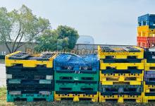 45x48x25 Collapsible Bulk Containers with Drop Doors Mix Colors